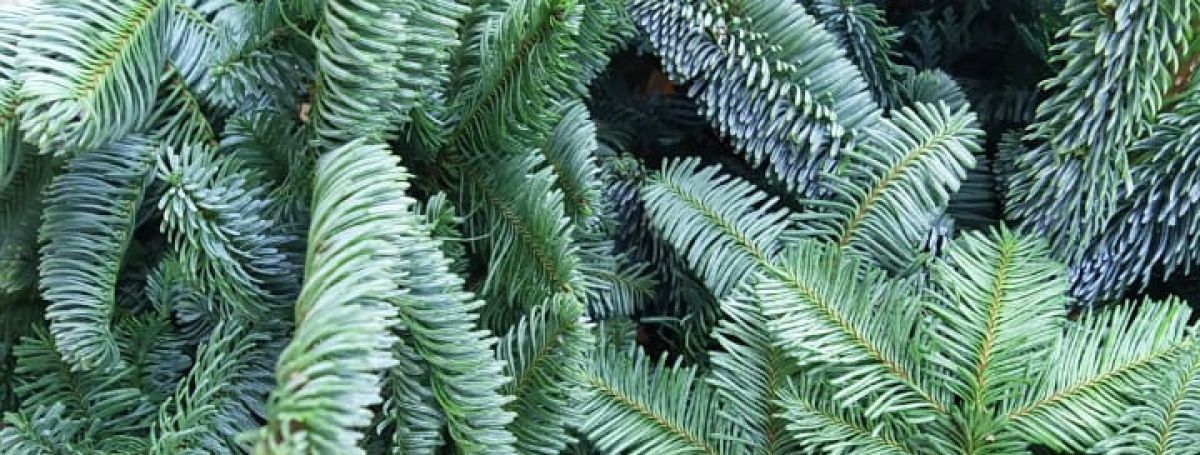 Заглянем в отдел срезанных цветов?